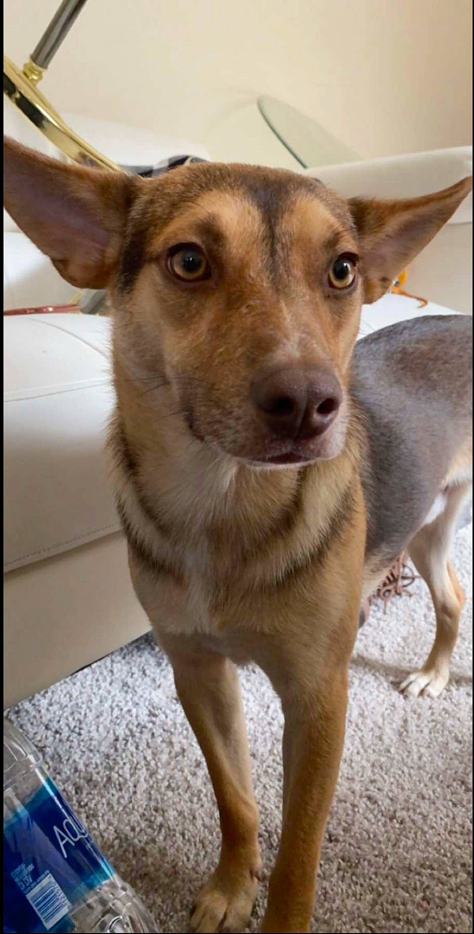 Sterling joined the competition — help win amazing prizes! canidae, carnivore, collar, companion_dog, deer, dog, dog_breed, ear, fawn, fur, jaw, serveware, smile, snout, sporting_group, tableware, terrestrial_animal, whiskers, wildlife, working_animal