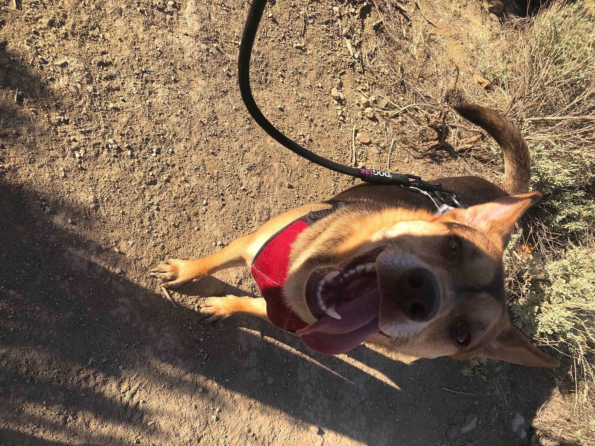 Sterling is registered to the contest to win money with this photo: asphalt, carnivore, dog, dog_breed, eyewear, fawn, glasses, grass, landscape, leash, road_surface, sand, snout, soil, sunglasses, tail, terrestrial_animal, tints_and_shades, wood, working_animal