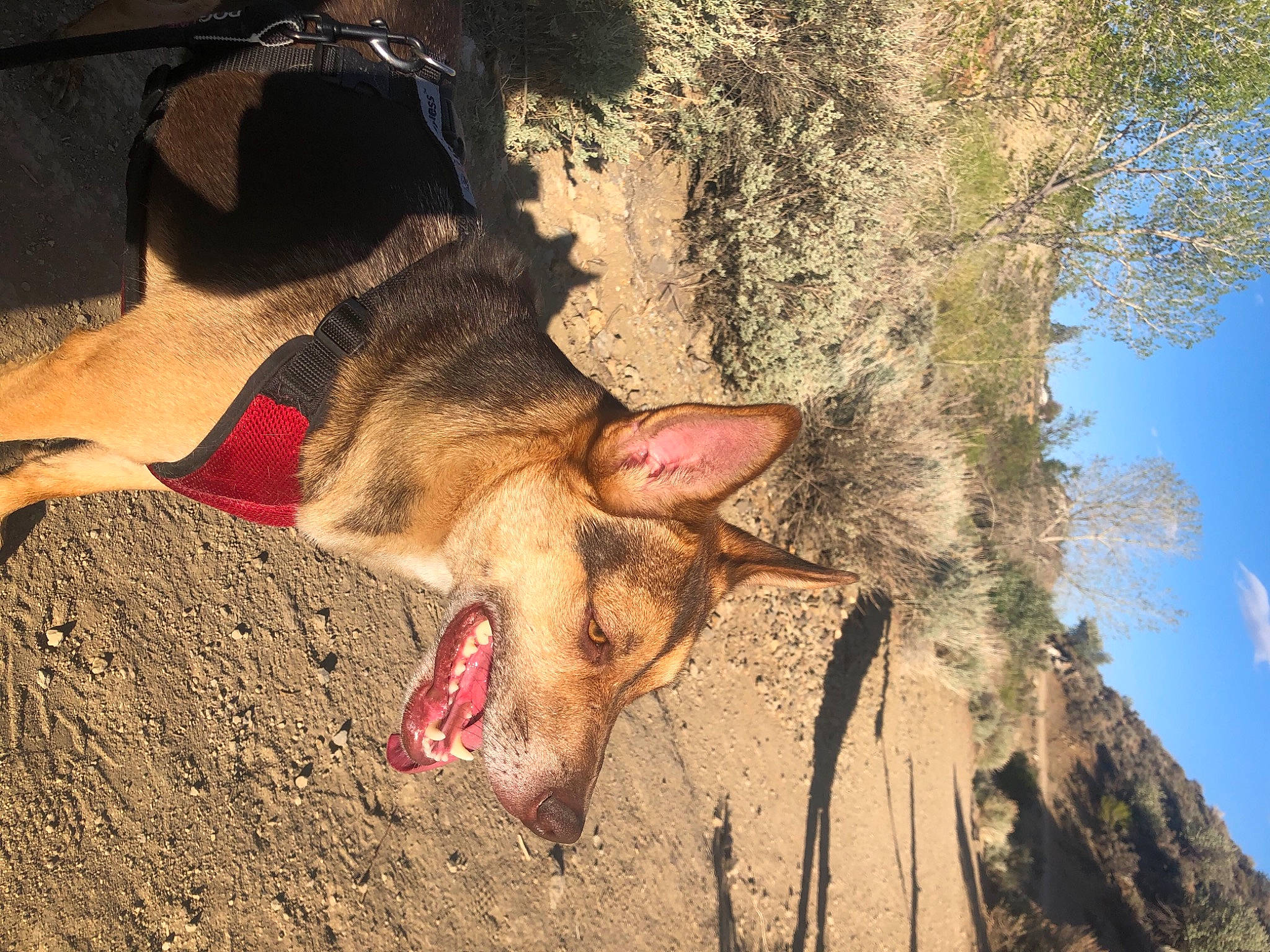 Sterling is registered to the contest to win money with this photo: bat, cloud, eye, fawn, foot, fur, grass, landscape, livestock, organism, paw, plant, sky, snout, soil, terrestrial_animal, tree, trunk, whiskers, wood
