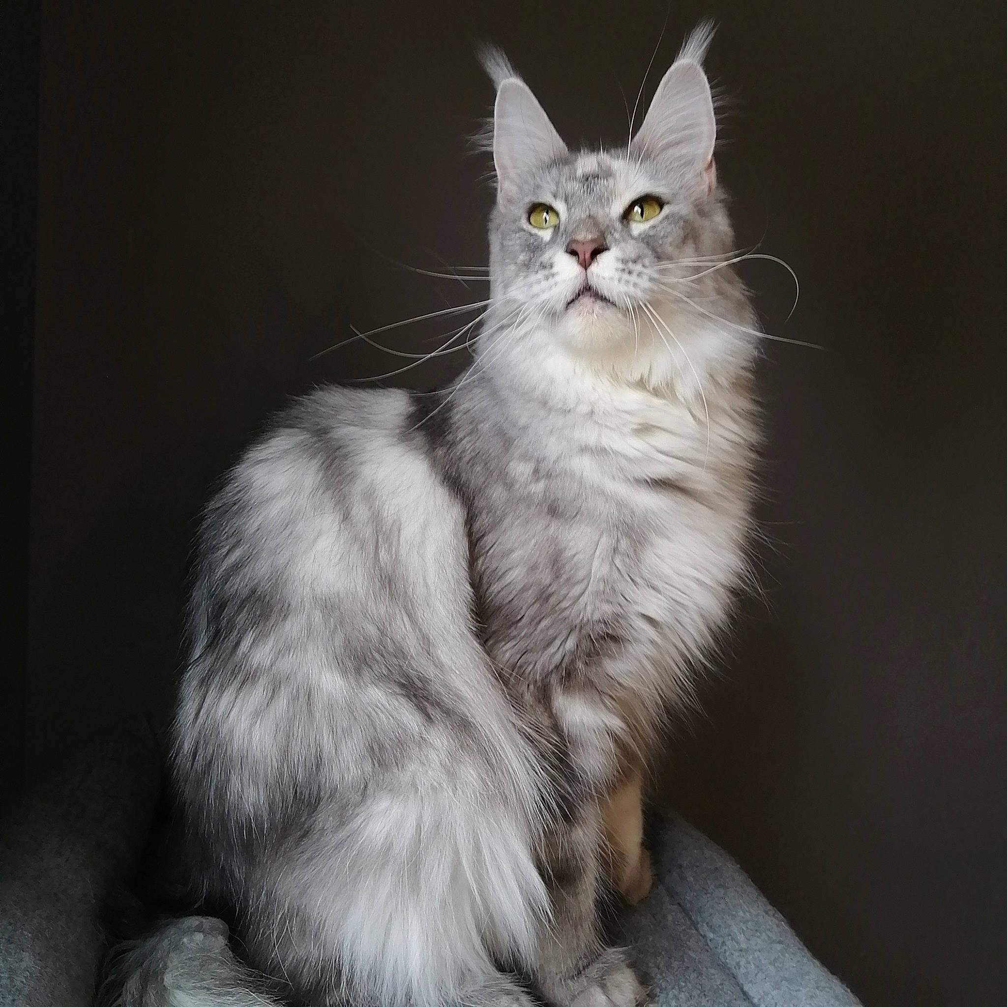 Alby a rejoint le concours — aidez-le/la à gagner de superbes lots ! carnivore, cat, curious, domestic_short_haired_cat, event, felidae, fur, monochrome, monochrome_photography, paw, small_to_medium_sized_cats, snout, tail, terrestrial_animal, whiskers, window