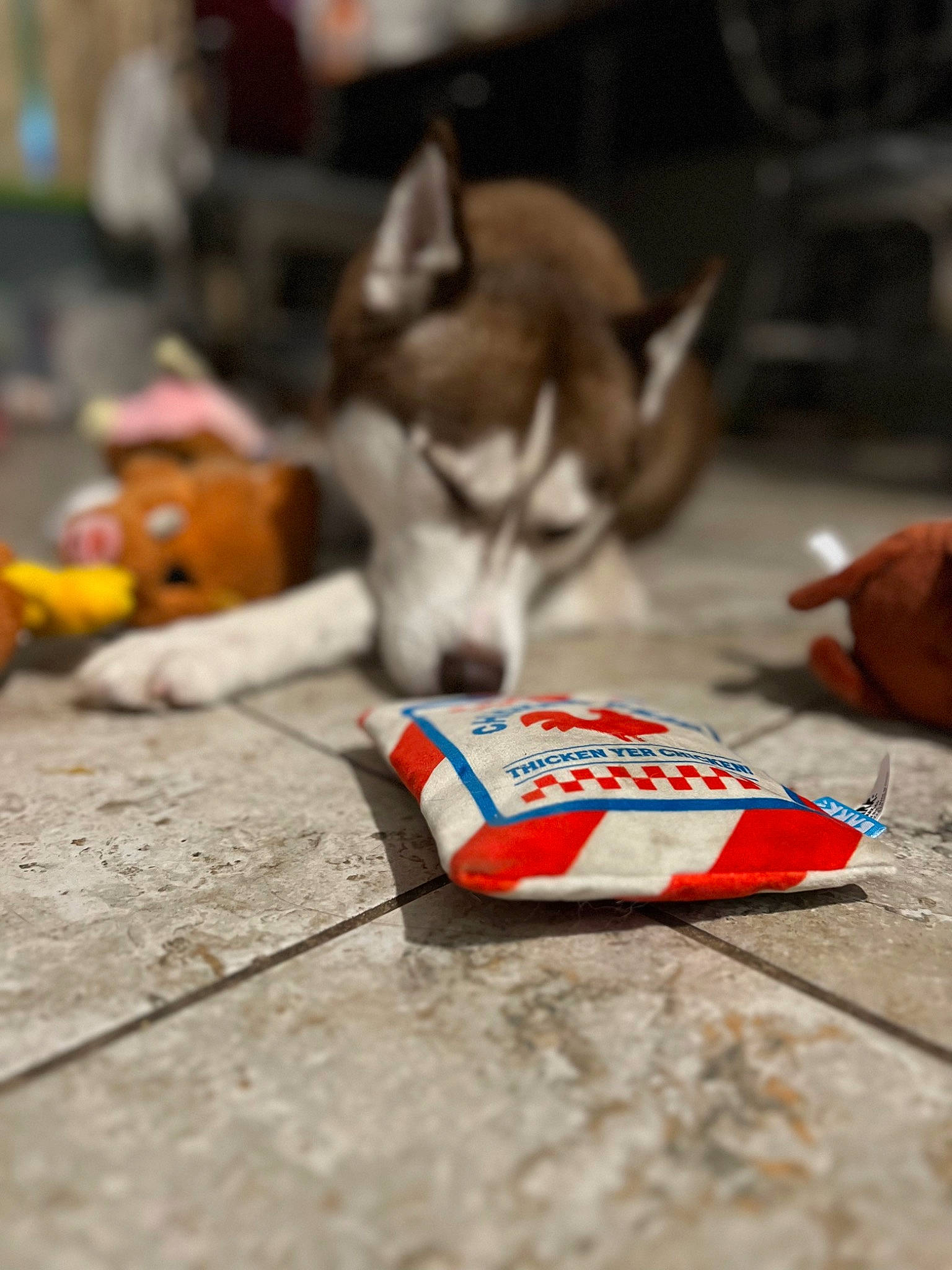 Foxy joined the competition — help win amazing prizes! asphalt, carmine, carnivore, dog, dog_breed, fashion_accessory, flooring, font, road_surface, triangle, wood