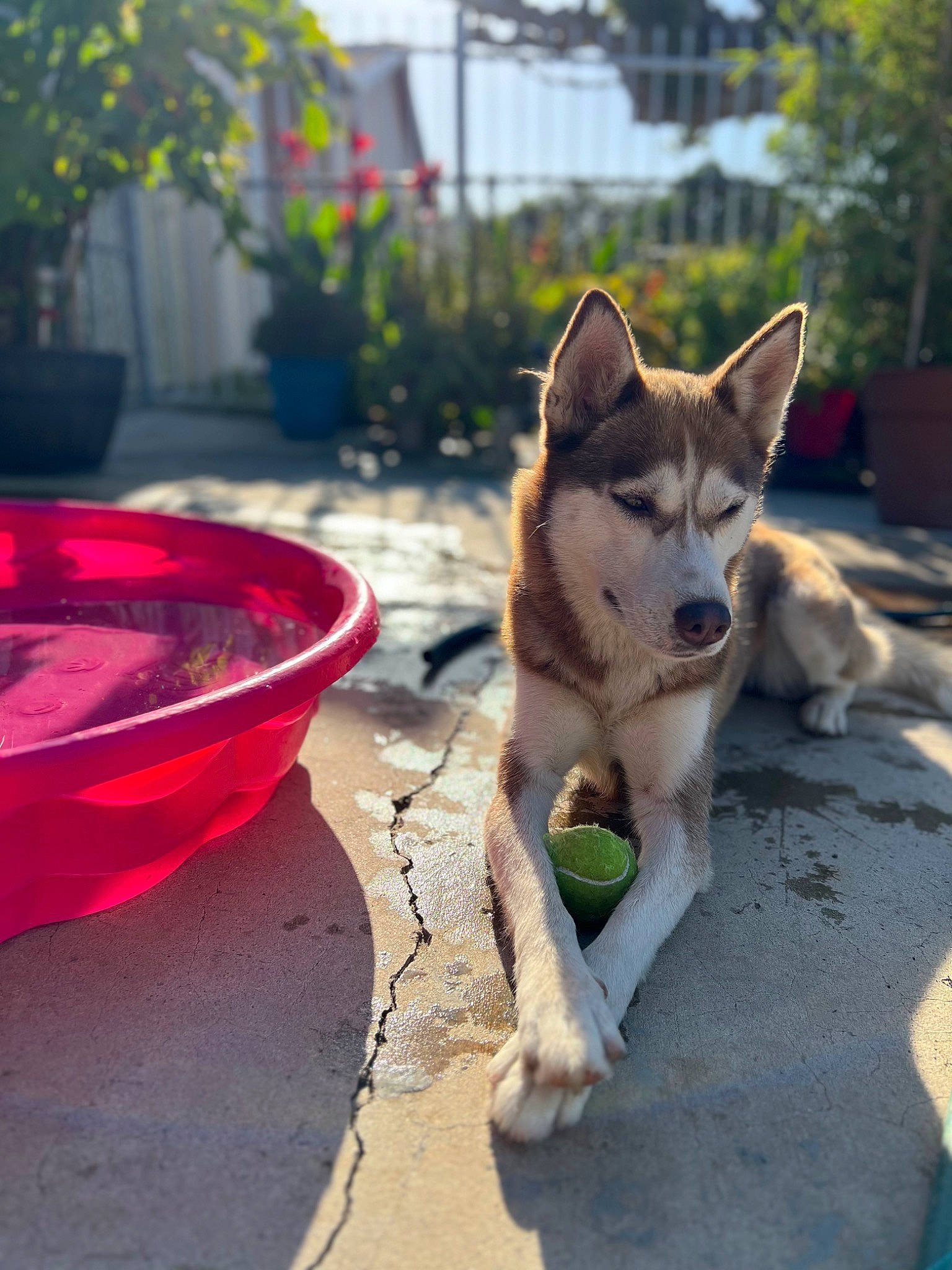 Foxy is registered to the contest to win money with this photo: canis, carmine, carnivore, companion_dog, dog, dog_breed, fawn, felidae, grass, plant, road, road_surface, siberian_husky, sidewalk, sled_dog, small_to_medium_sized_cats, street_dog, tail, tree, working_dog