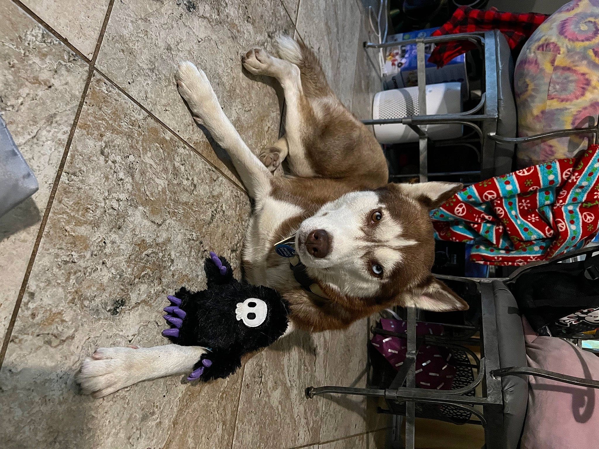 Foxy joined the competition — help win amazing prizes! canidae, carnivore, companion_dog, costume, dog, dog_breed, fawn, fun, fur, motor_vehicle, non_sporting_group, snout, sporting_group, tail, tire, vehicle, wheel, wood, working_animal