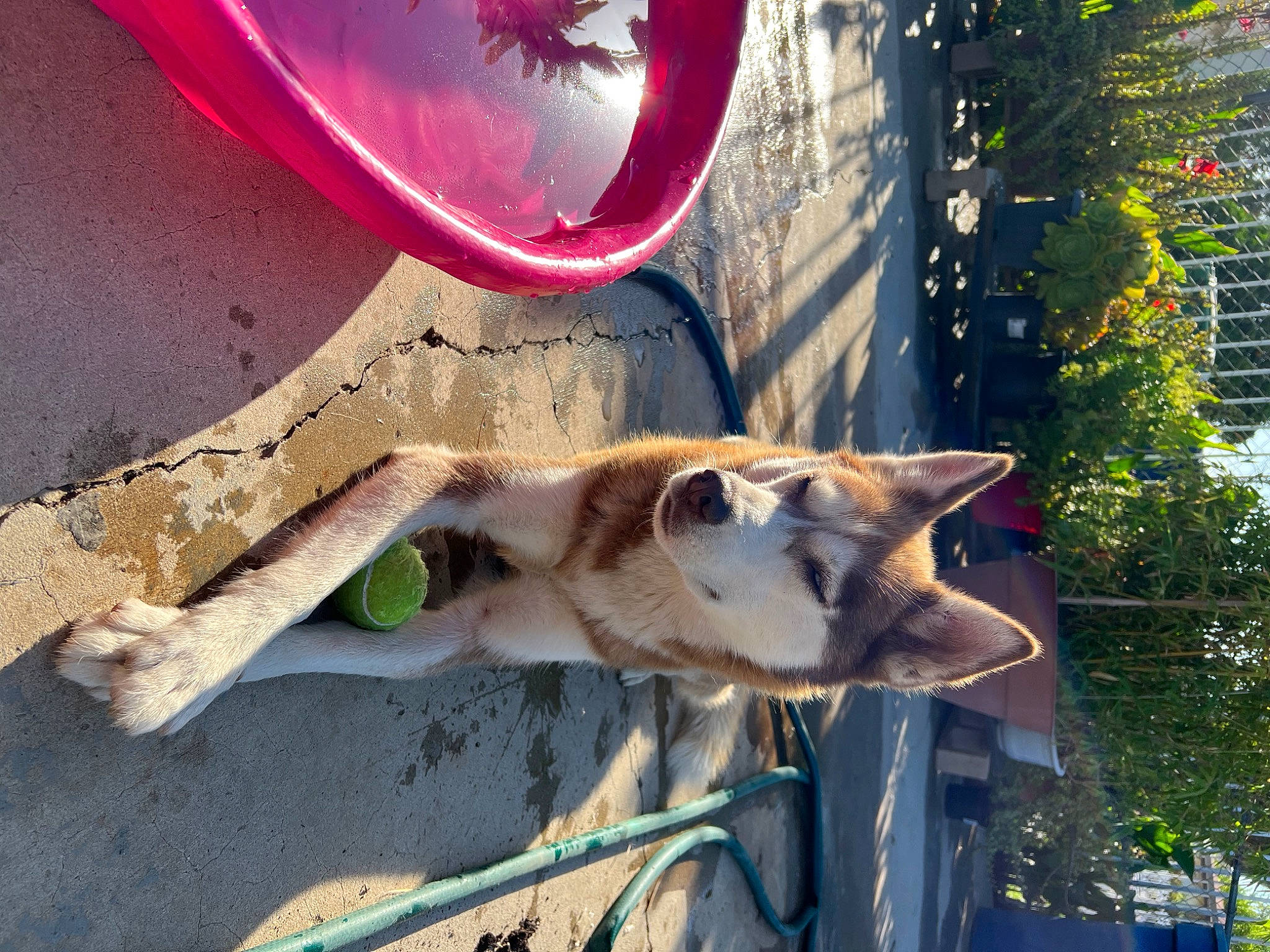 Foxy joined the competition — help win amazing prizes! canidae, carnivore, collar, companion_dog, dog, dog_breed, door, fawn, felidae, light, plant, small_to_medium_sized_cats, snout, sporting_group, tail, tints_and_shades, tree, trunk, vehicle_door, wood