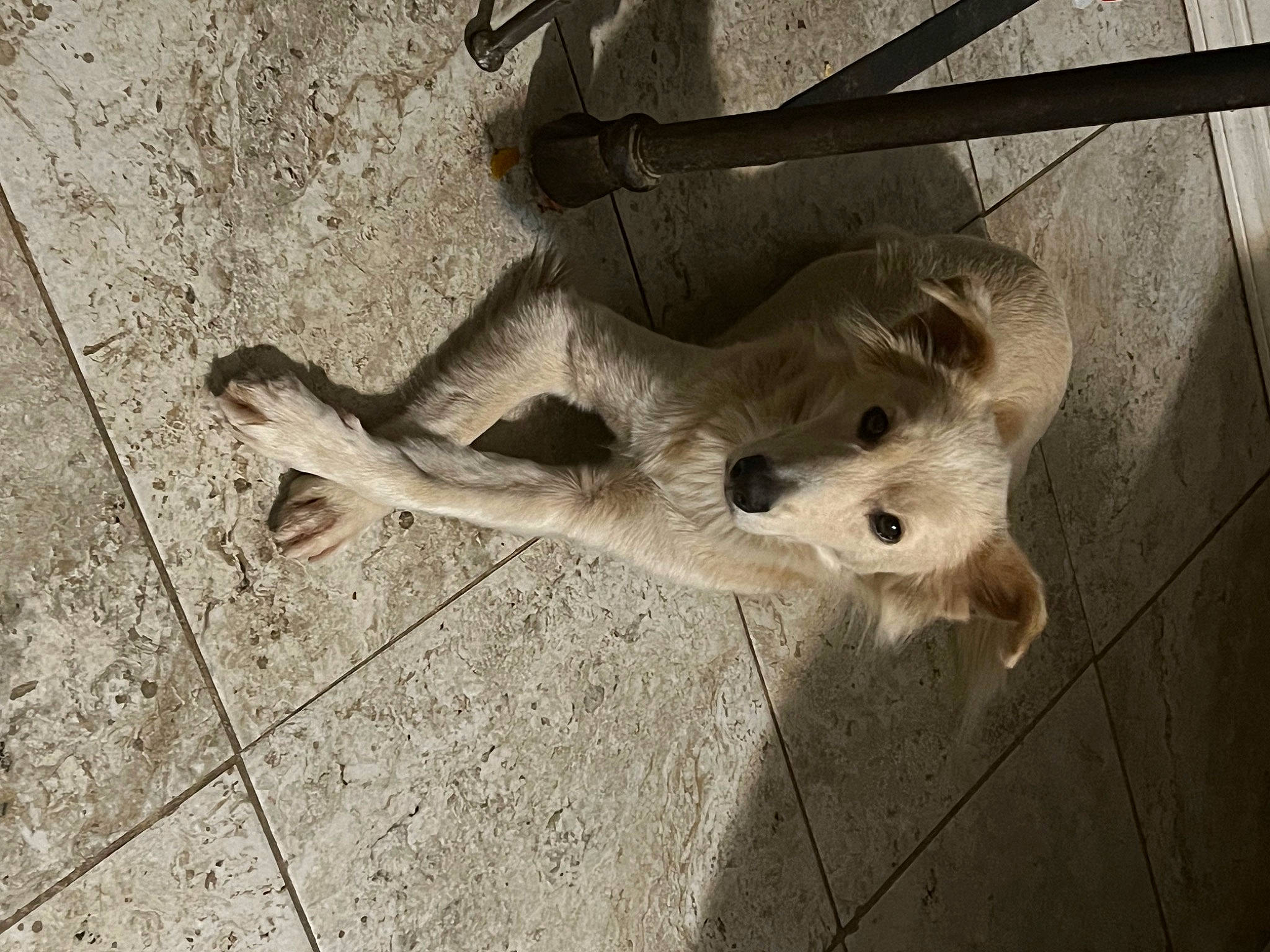 Louie V joined the competition — help win amazing prizes! art, canidae, carnivore, dog, dog_breed, fawn, felidae, flooring, fur, human_leg, monochrome_photography, shadow, small_to_medium_sized_cats, snout, sporting_group, tail, terrestrial_animal, wildlife, wood, working_animal