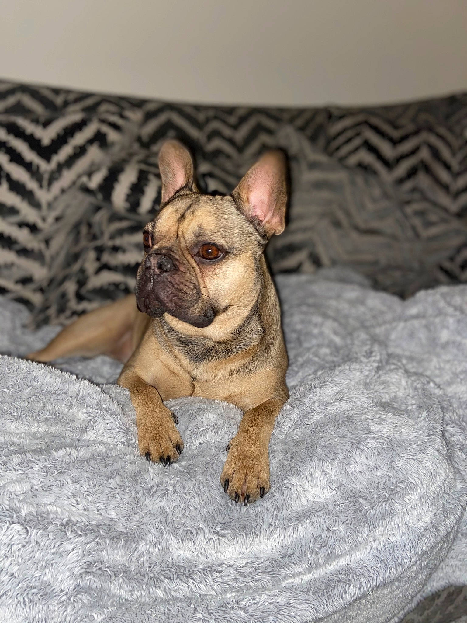 Scoobie joined the competition — help win amazing prizes! ancient_dog_breeds, bulldog, canidae, carnivore, comfort, companion_dog, dog, dog_breed, fawn, french_bulldog, fur, non_sporting_group, snout, sporting_group, terrestrial_animal, toy_dog, whiskers, wood, working_animal, wrinkle