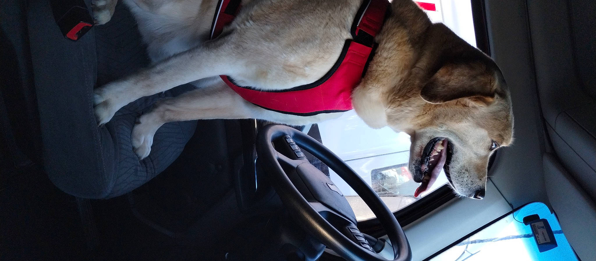 Tank is registered to the contest to win money with this photo: automotive_design, automotive_exterior, automotive_lighting, canidae, carnivore, collar, companion_dog, dog, dog_breed, fawn, fur, hood, human_leg, jaw, paw, personal_luxury_car, snout, sporting_group, vehicle, vehicle_door