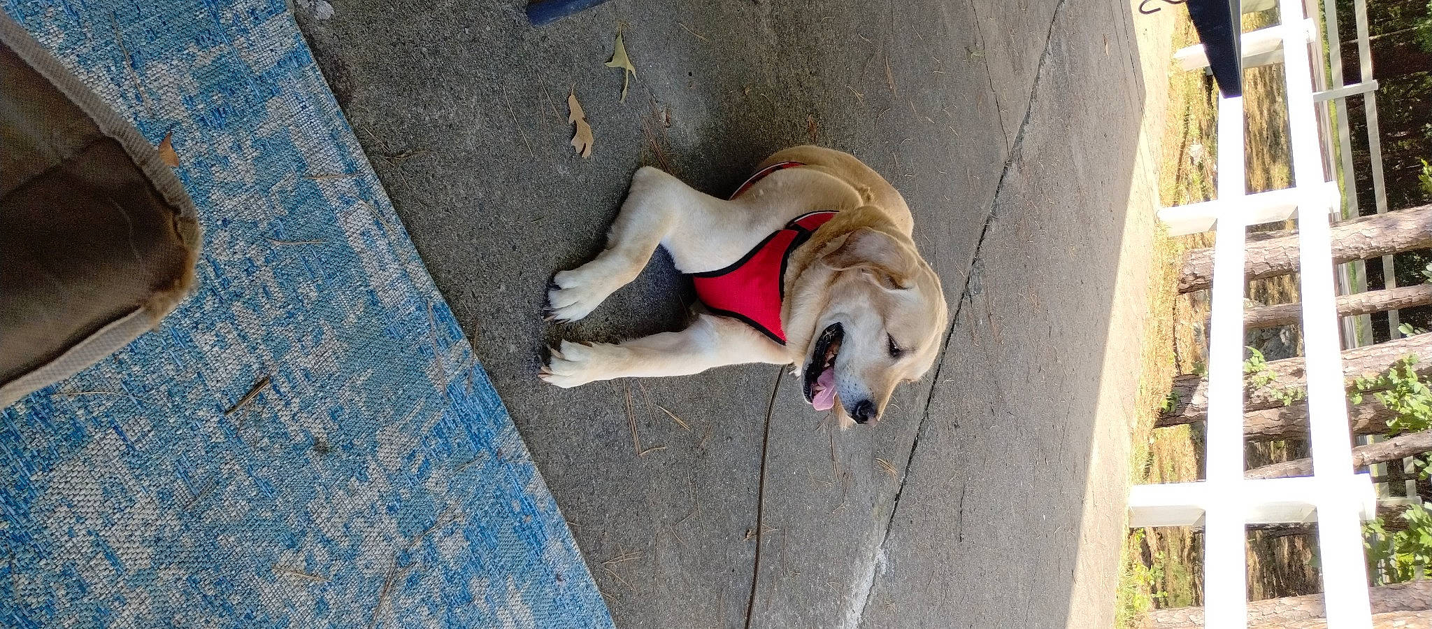 Tank is registered to the contest to win money with this photo: asphalt, canidae, carnivore, collar, companion_dog, dog, dog_breed, dog_collar, dog_supply, electric_blue, fawn, leash, pet_supply, road_surface, sidewalk, snout, sporting_group, tail, wood, working_animal