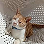 Oliver joined the competition — help win amazing prizes! cat, orange_cat, white_cat, pet, collar, basket, plastic, holes, shadow, indoor, feline, animal, cute, resting, relaxed, whiskers, ears, paws, tail, domestic_cat