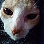 cat, close_up, face, animal, pet, fur, whiskers, eyes, cozy, knitted_fabric, texture, snug, cute, portrait, indoor, soft, warm, domestic_animal, mammal, feline