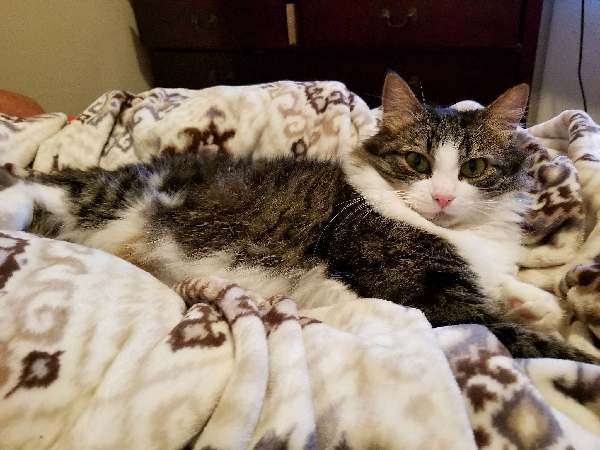 Agatha joined the competition — help win amazing prizes! aegean_cat, american_curl, american_shorthair, american_wirehair, asian, carnivore, cat, domestic_short_haired_cat, dragon_li, european_shorthair, felidae, fur, kitten, mammal, small_to_medium_sized_cats, tabby_cat, whiskers