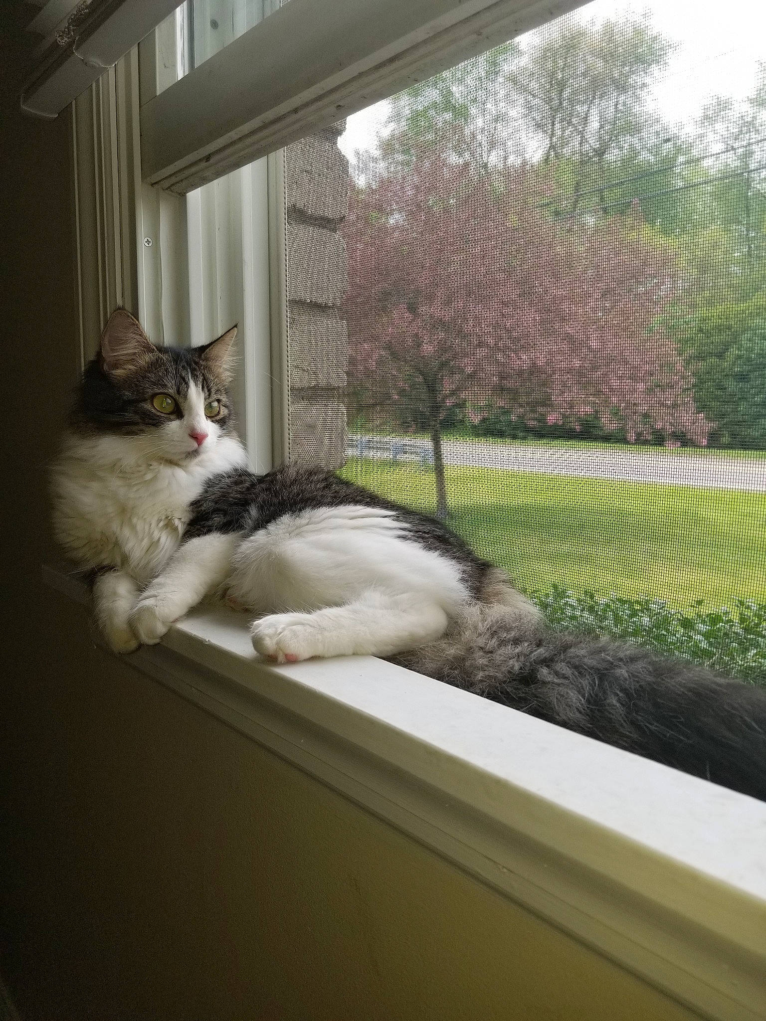 Agatha is registered to the contest to win money with this photo: aegean_cat, carnivore, cat, felidae, fur, home, house, interior_design, polydactyl_cat, room, small_to_medium_sized_cats, tree, turkish_van, whiskers, window