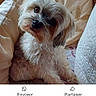 Tammi participe au concours pour gagner de l'argent avec cette photo : animal, brown_eyes, companion, couch, cozy, curious, cushion, cute, dog, domestic, fluffy, fur, home, indoor, pet, portrait, quilt, seated, small_dog, tilted_head