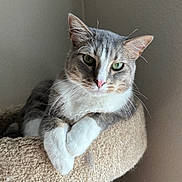 Oatmeal joined the competition — help win amazing prizes! cat, gray, white, green_eyes, whiskers, perch, feline, pet, indoor, resting, close_up, animal, cute, portrait, soft_light, relaxed, texture, ears, fur, paw