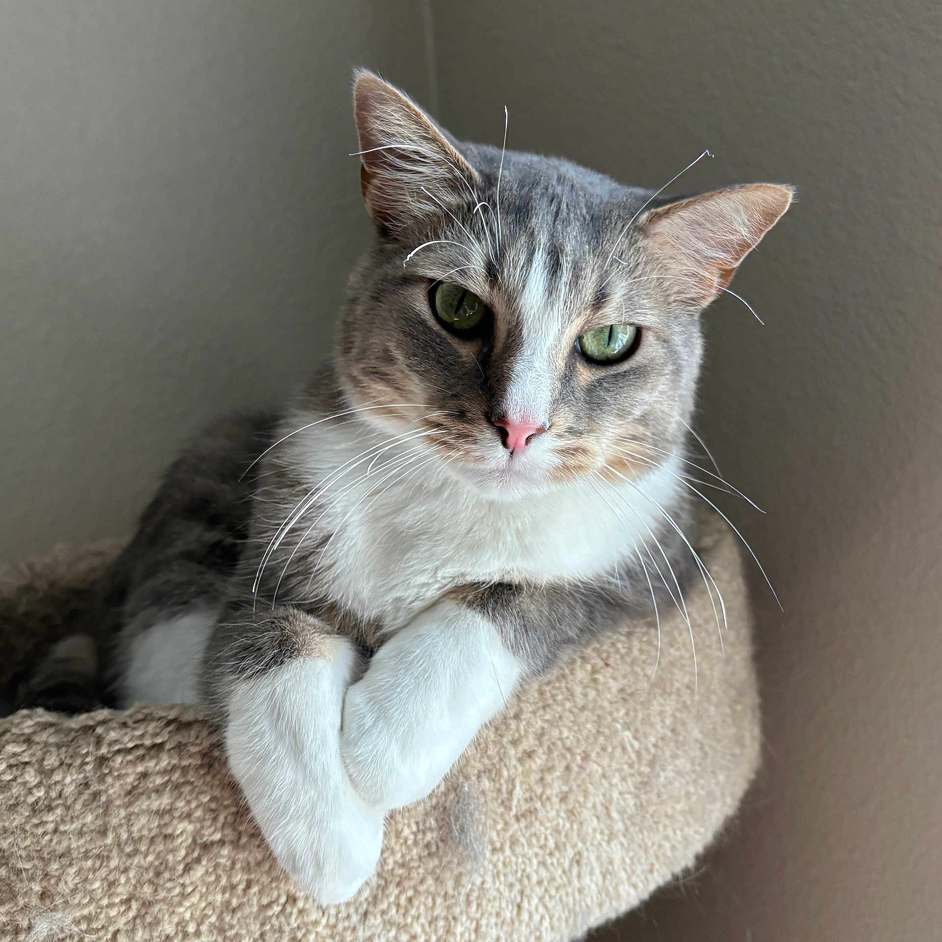 Oatmeal joined the competition — help win amazing prizes! cat, gray, white, green_eyes, whiskers, perch, feline, pet, indoor, resting, close_up, animal, cute, portrait, soft_light, relaxed, texture, ears, fur, paw