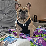 Chuey is registered to the contest to win money with this photo: dog, french_bulldog, pet, indoor, couch, blanket, harness, animal, cute, painting, wall_art, furniture, living_room, colorful, purple, green, gray, portrait, sitting, domestic_animal