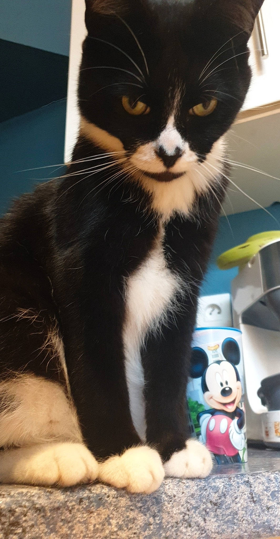 Pumba participe au concours pour gagner de l'argent avec cette photo : box, carnivore, cat, claw, comfort, domestic_short_haired_cat, felidae, fur, mammal, paw, photography, sitting, small_to_medium_sized_cats, snapshot, snout, stuffed_toy, tail, toy, whiskers, white