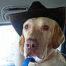 animal, brown, canine, car_interior, closeup, companion, cowboy_hat, cute, dog, domestic_animal, ears, hat, leash, pet, portrait, seat, snout, travel, vehicle, window