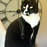 Lya a rejoint le concours — aidez-le/la à gagner de superbes lots ! animal, background_blur, black_and_white, calm, cat, chair, clock, closeup, domestic_animal, feline, fur, furniture, indoor, pet, portrait, sitting, timepiece, tuxedo_cat, whiskers, yellow_eyes