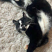 Lya a rejoint le concours — aidez-le/la à gagner de superbes lots ! animal, black_and_white, cat, close_up, cozy, cute, domestic_cat, fluffy_carpet, fur, home, indoor, mammal, paw, pet, relaxed, resting, sleepy, soft_texture, stretching, whiskers
