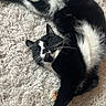 animal, black_and_white, cat, close_up, cozy, cute, domestic_cat, fluffy_carpet, fur, home, indoor, mammal, paw, pet, relaxed, resting, sleepy, soft_texture, stretching, whiskers