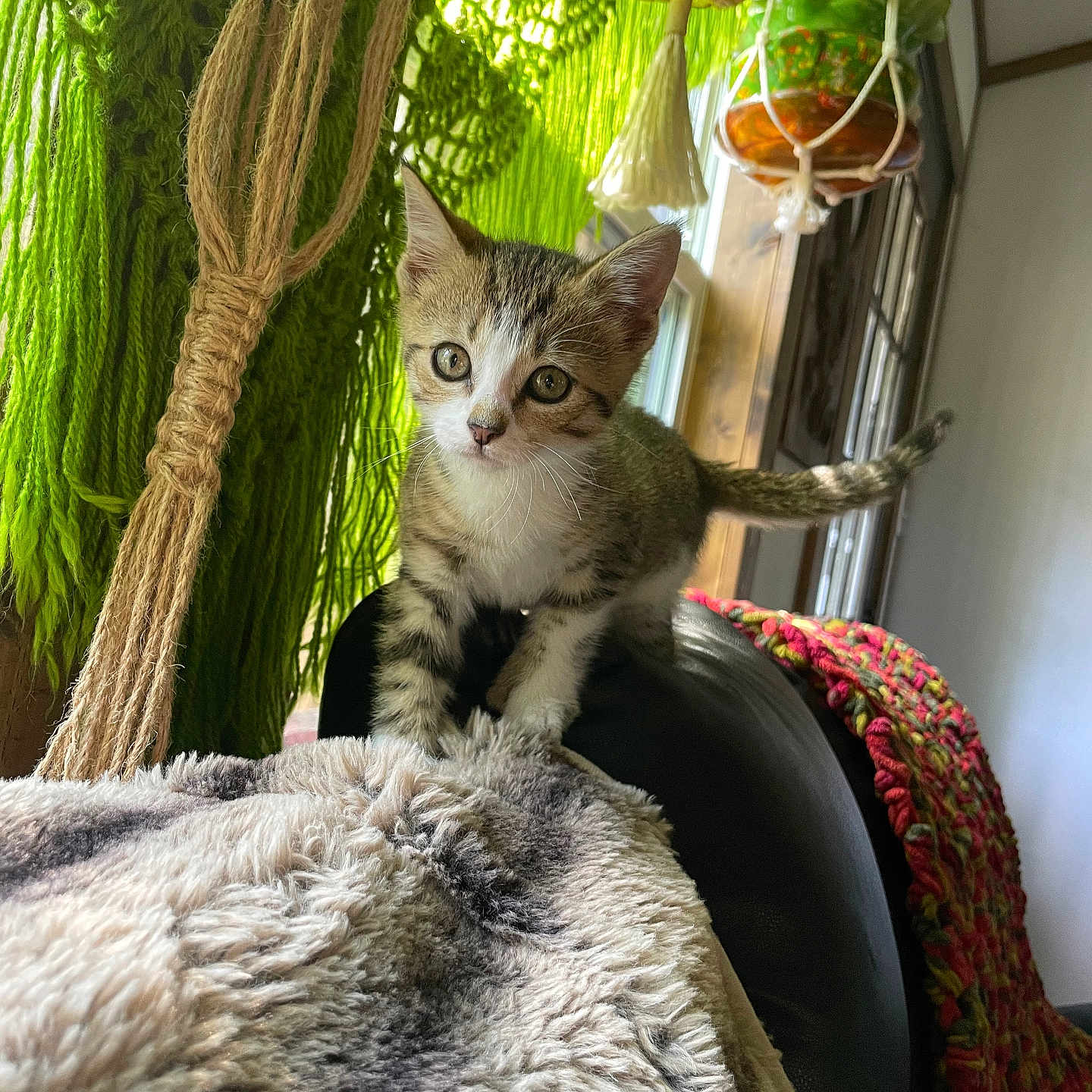 Loki joined the competition — help win amazing prizes! cat, chair, colorful_blanket, cozy, curious, domestic, furniture, furry_blanket, hanging_plant, indoor, kitten, macrame, natural_light, pet, plant, small_animal, tail, whiskers, window, young_cat