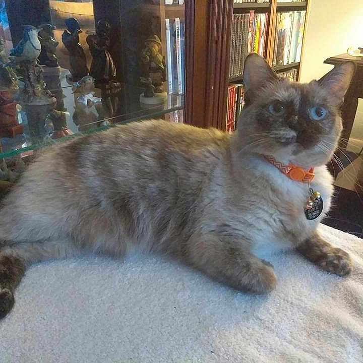 Penny-Pie joined the competition — help win amazing prizes! bell, blue_eyes, bookshelf, carpet, cat, collar, cozy, domestic_animal, feline, figurines, furniture, glass_cabinet, indoor, orange_collar, pet, relaxed, resting, soft_surface, table, whiskers