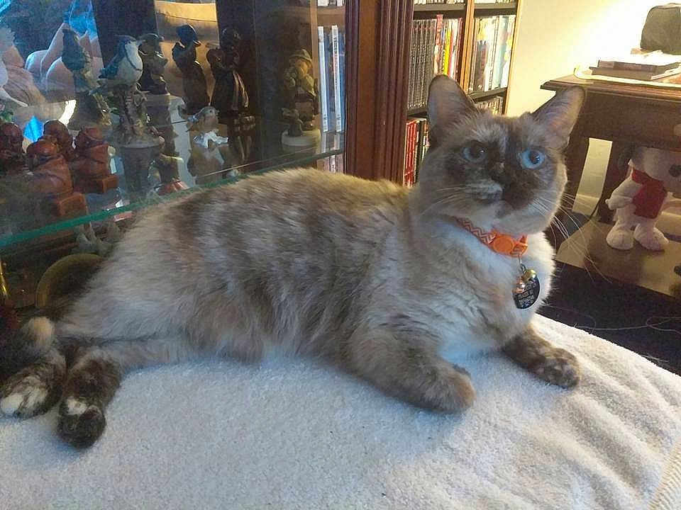 Penny-Pie joined the competition — help win amazing prizes! cat, blue_eyes, collar, bell, feline, indoor, furniture, bookshelf, figurines, glass_cabinet, table, carpet, soft_surface, pet, domestic_animal, relaxed, resting, orange_collar, whiskers, cozy