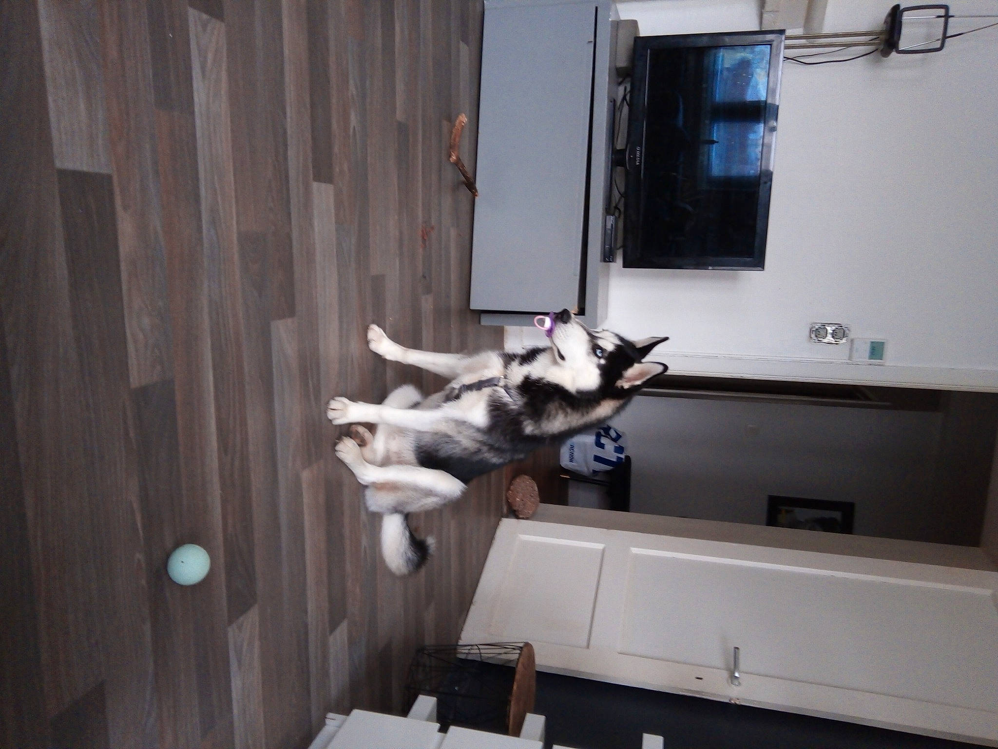 Karma participe au concours pour gagner de l'argent avec cette photo : canidae, carnivore, companion_dog, dog, dog_breed, fawn, fixture, flooring, hardwood, non_sporting_group, room, sporting_group, tail, wood, working_animal