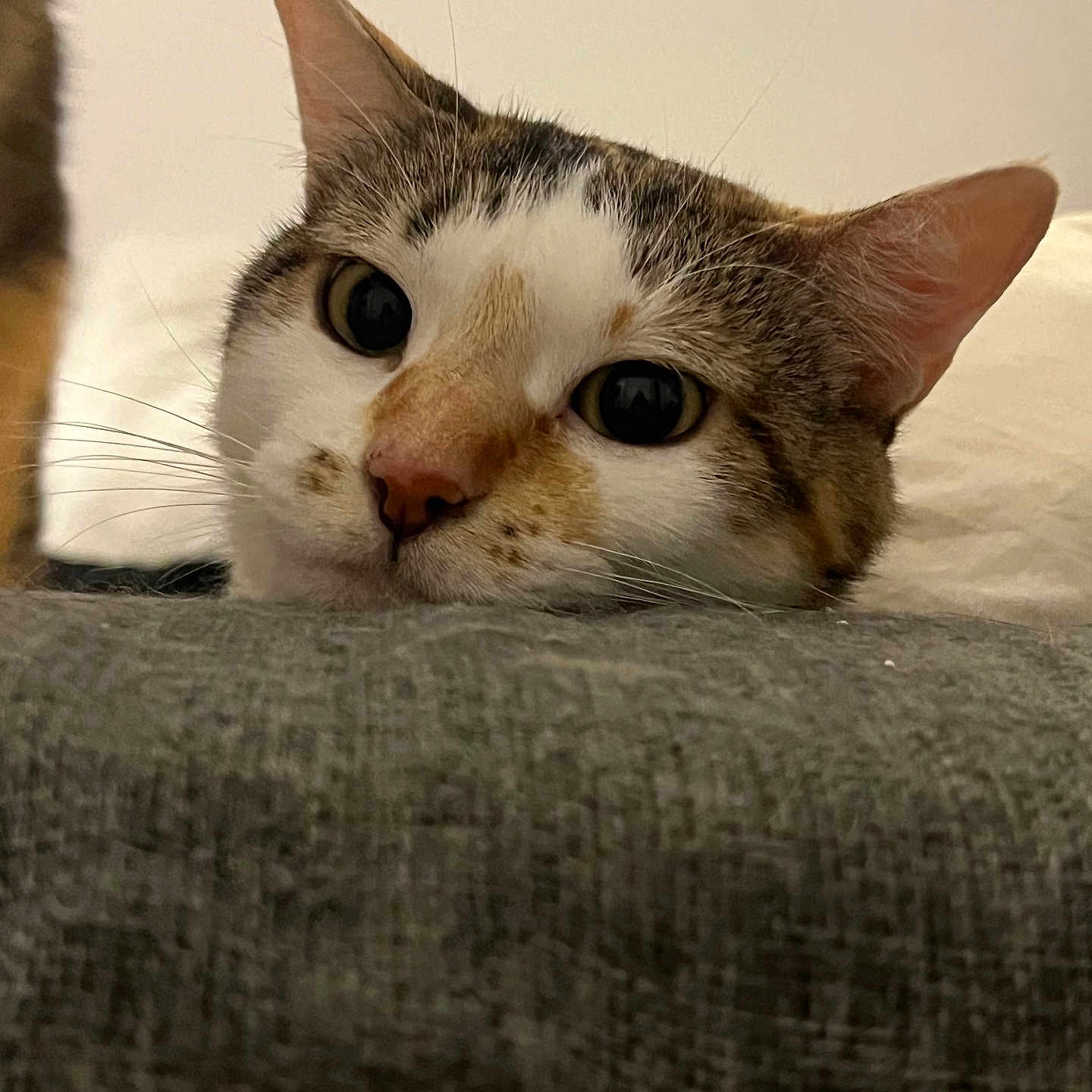 Nala a rejoint le concours — aidez-le/la à gagner de superbes lots ! abyssinian, angora, animal, blanket, cat, chair, couch, cushion, egyptiancat, furniture, homedecor, kitten, manx, pet, snout