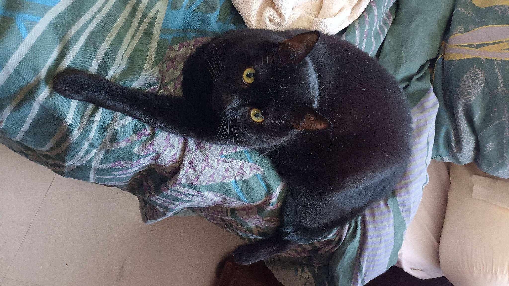 Murphy participe au concours pour gagner de l'argent avec cette photo : bag, black_cat, bombay, carnivore, cat, claw, comfort, domestic_short_haired_cat, felidae, fur, gesture, linens, plant, purple, sitting, small_to_medium_sized_cats, snout, tail, tree, whiskers