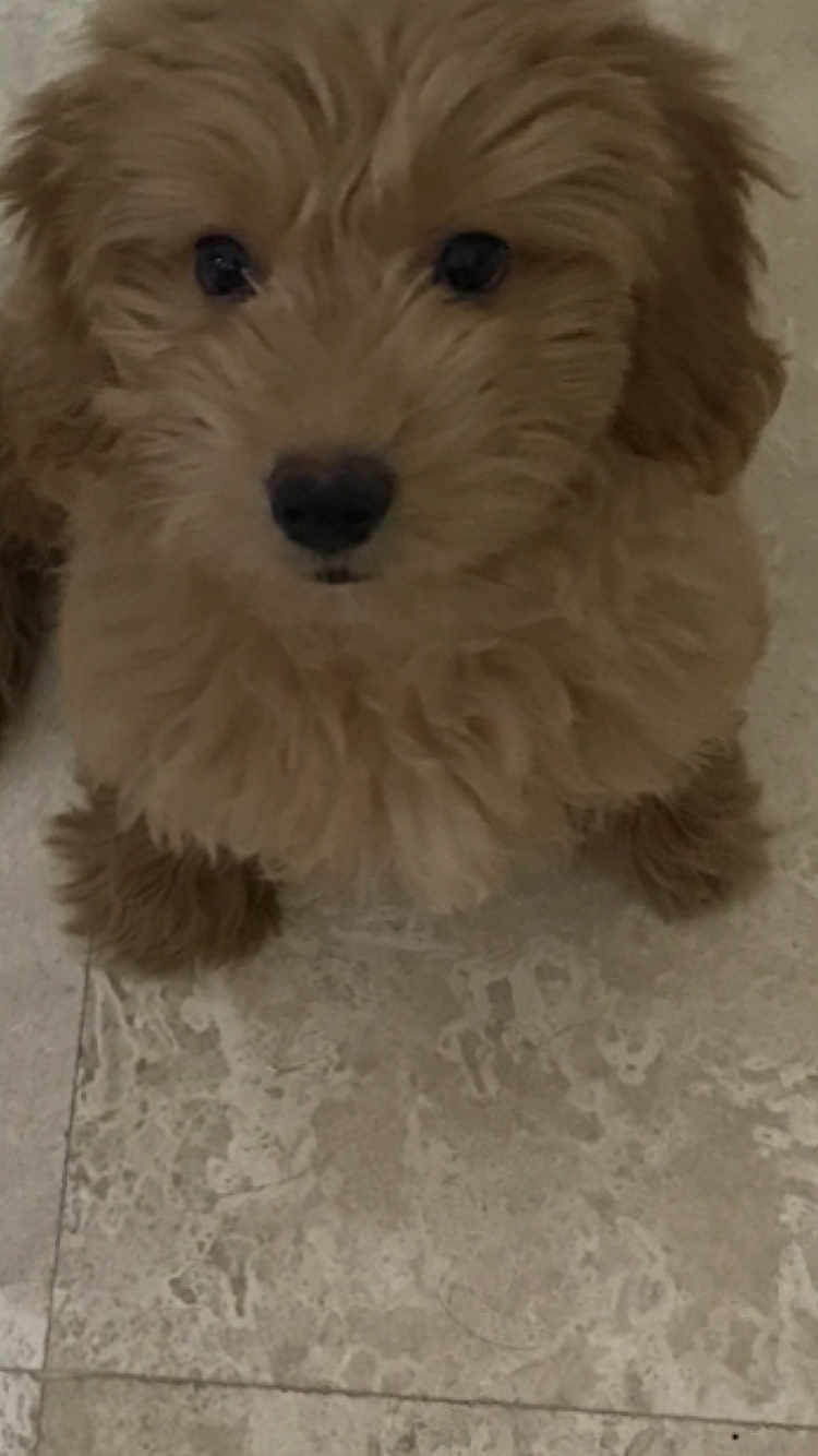 Cookie