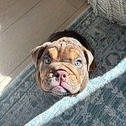 Merit is registered to the contest to win money with this photo: puppy, dog, bulldog, wrinkled_face, blue_eyes, nose, looking_up, carpet, rug, hardwood_floor, sunlight, shadow, indoor, pet, small_animal, cute, adorable, cozy, knit_blanket, portrait
