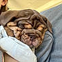 Merit is registered to the contest to win money with this photo: dog, puppy, sleeping, wrinkled_face, wrinkles, snout, nose, ear, fur, closeup, couch, sofa, fabric, person_partial, cheek, arm, blanket, indoor, cozy, cute