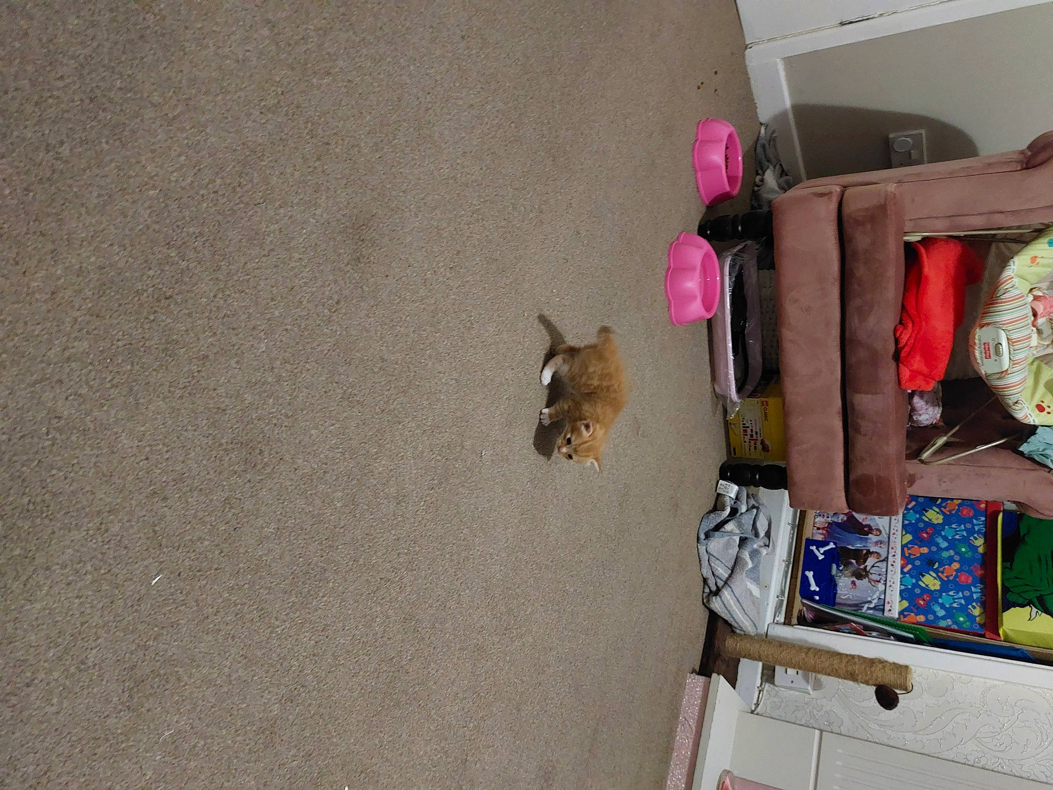 Jaffa is registered to the contest to win money with this photo: art, cat, concrete, felidae, flooring, hardwood, room, small_to_medium_sized_cats, textile, visual_arts, wood