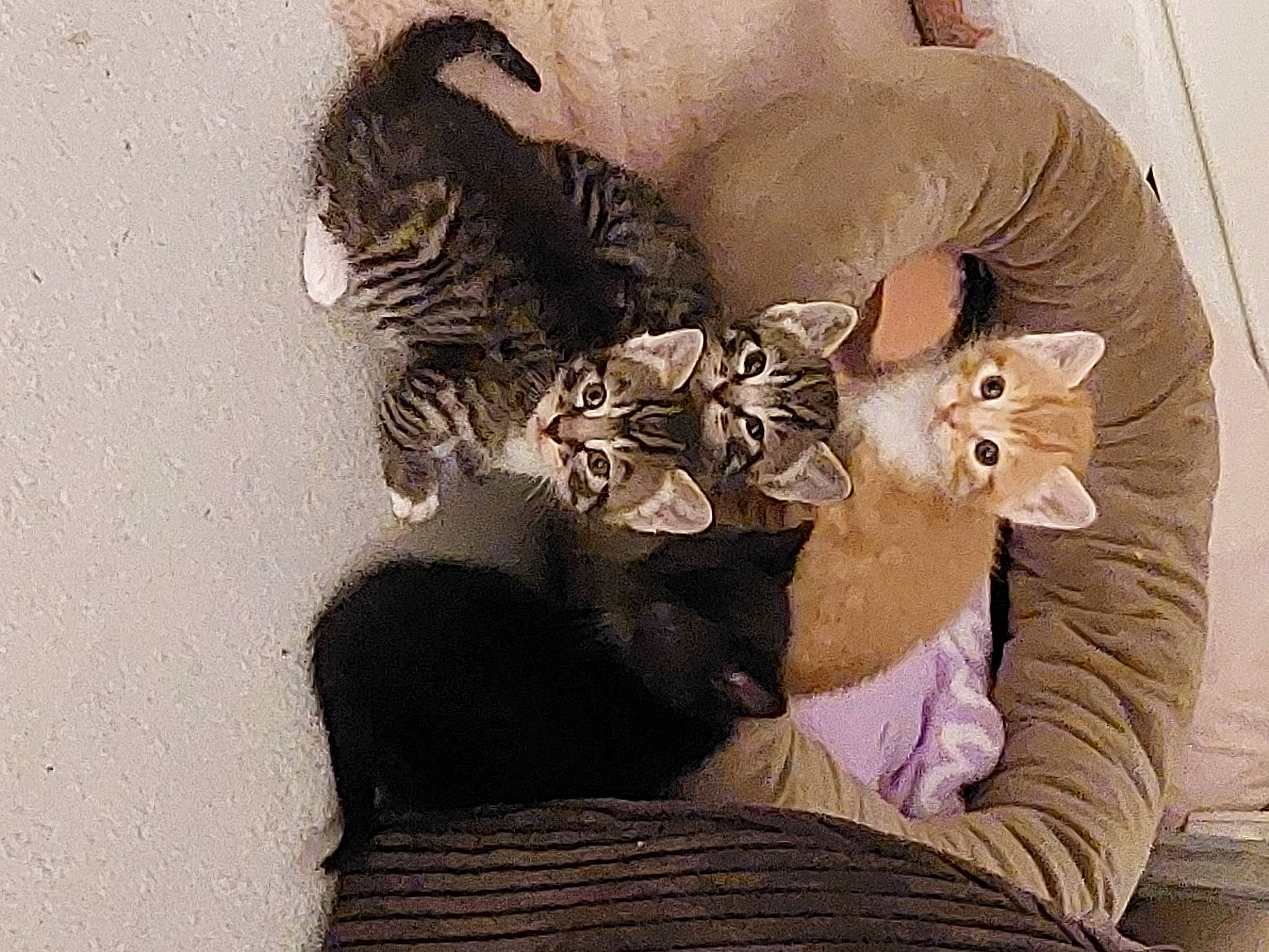 Jaffa joined the competition — help win amazing prizes! carnivore, cat, comfort, costume_hat, domestic_short_haired_cat, fashion_accessory, fawn, felidae, fur, grey, hat, headpiece, paw, plant, sitting, small_to_medium_sized_cats, tail, tree, whiskers, window