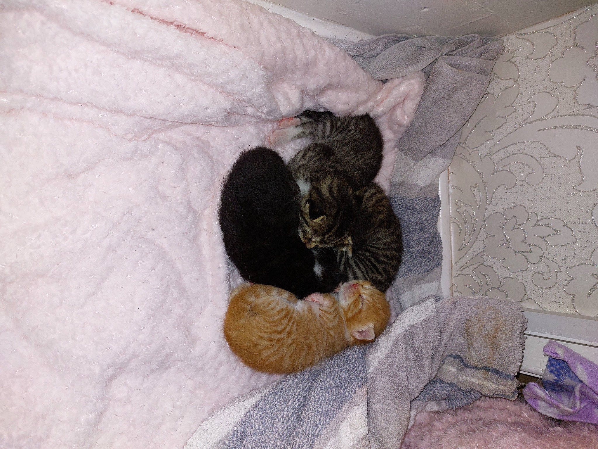 Jaffa joined the competition — help win amazing prizes! black_cat, carnivore, cat, claw, comfort, domestic_short_haired_cat, fawn, felidae, fur, grey, linens, nap, paw, room, small_to_medium_sized_cats, tail, whiskers