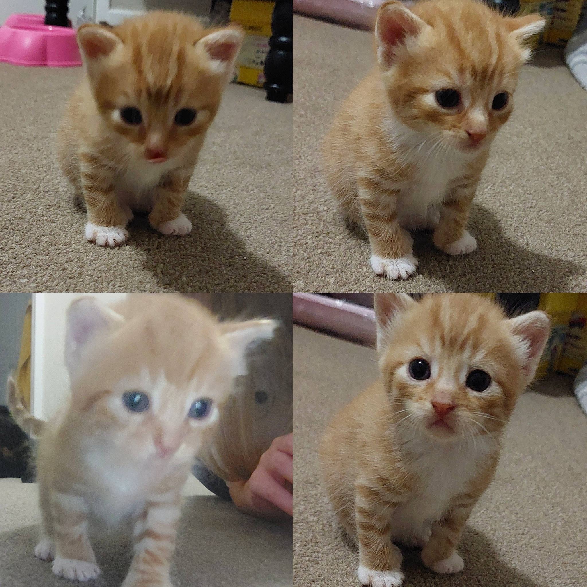 Jaffa is registered to the contest to win money with this photo: carnivore, cat, curious, domestic_short_haired_cat, fawn, felidae, fur, iris, mammal, paw, pet_supply, photo_caption, photograph, small_to_medium_sized_cats, snapshot, snout, tail, vertebrate, whiskers, white