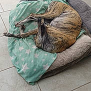 Olu a rejoint le concours — aidez-le/la à gagner de superbes lots ! dog, bed, blanket, brindle, tile_floor, indoor, pet, cozy, resting, curled_up, canine, relaxed, furniture, home, floor, animal, sleeping, domestic, comfortable, quiet