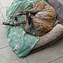 dog, bed, blanket, brindle, tile_floor, indoor, pet, cozy, resting, curled_up, canine, relaxed, furniture, home, floor, animal, sleeping, domestic, comfortable, quiet
