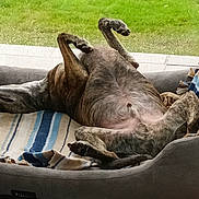 Popeye participe au concours pour gagner de l'argent avec cette photo : dog, bed, blanket, indoor, relaxed, upside_down, window, grass, pet, canine, comfortable, floor, tile_floor, striped, furniture, resting, domestic_animal, cozy, home, animal