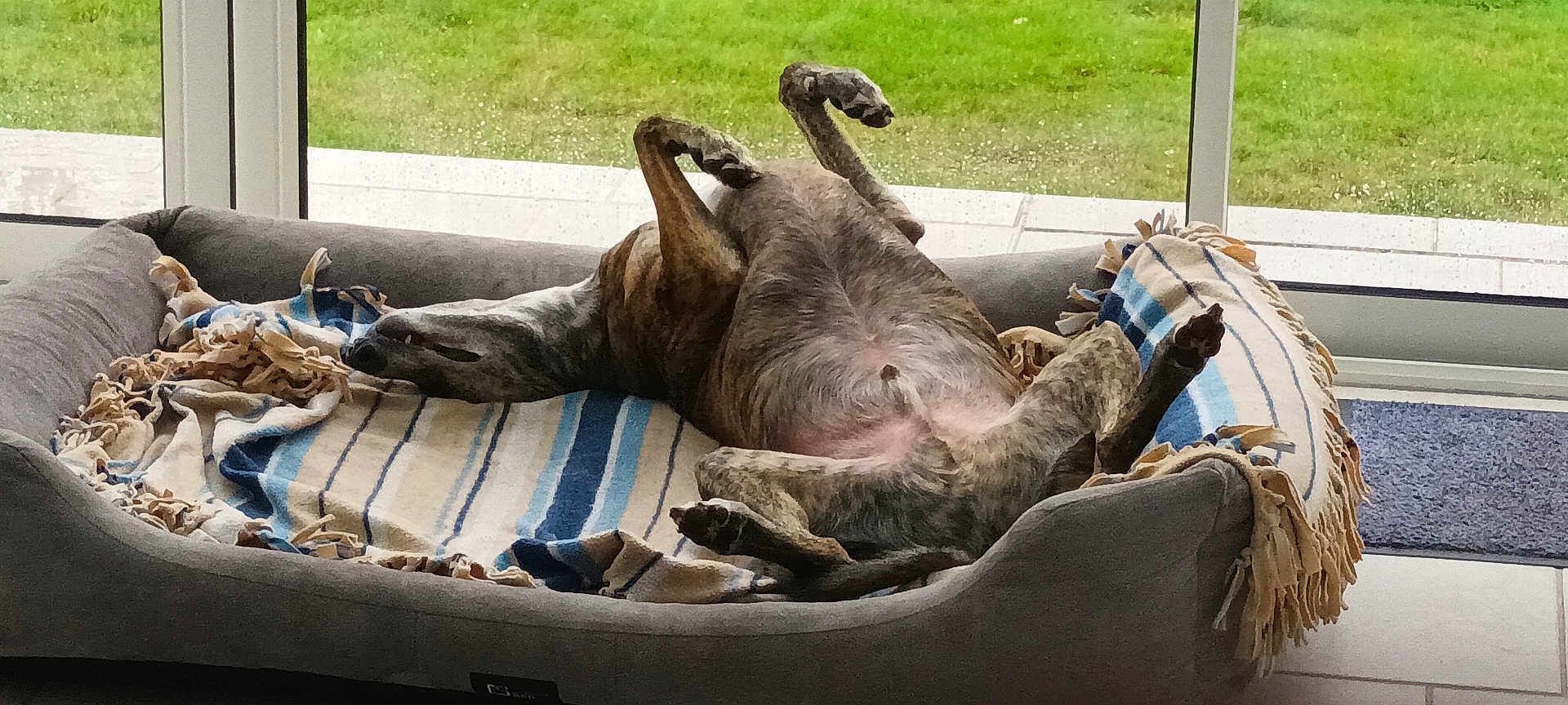Popeye participe au concours pour gagner de l'argent avec cette photo : dog, bed, blanket, indoor, relaxed, upside_down, window, grass, pet, canine, comfortable, floor, tile_floor, striped, furniture, resting, domestic_animal, cozy, home, animal