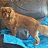 alert, animal, blue_cushion, brown_dog, cozy, cushion, dog, domestic, ears, eyes, fur, furniture, indoor, leather_chair, living_room, pet, snout, standing, tail, wooden_cabinet