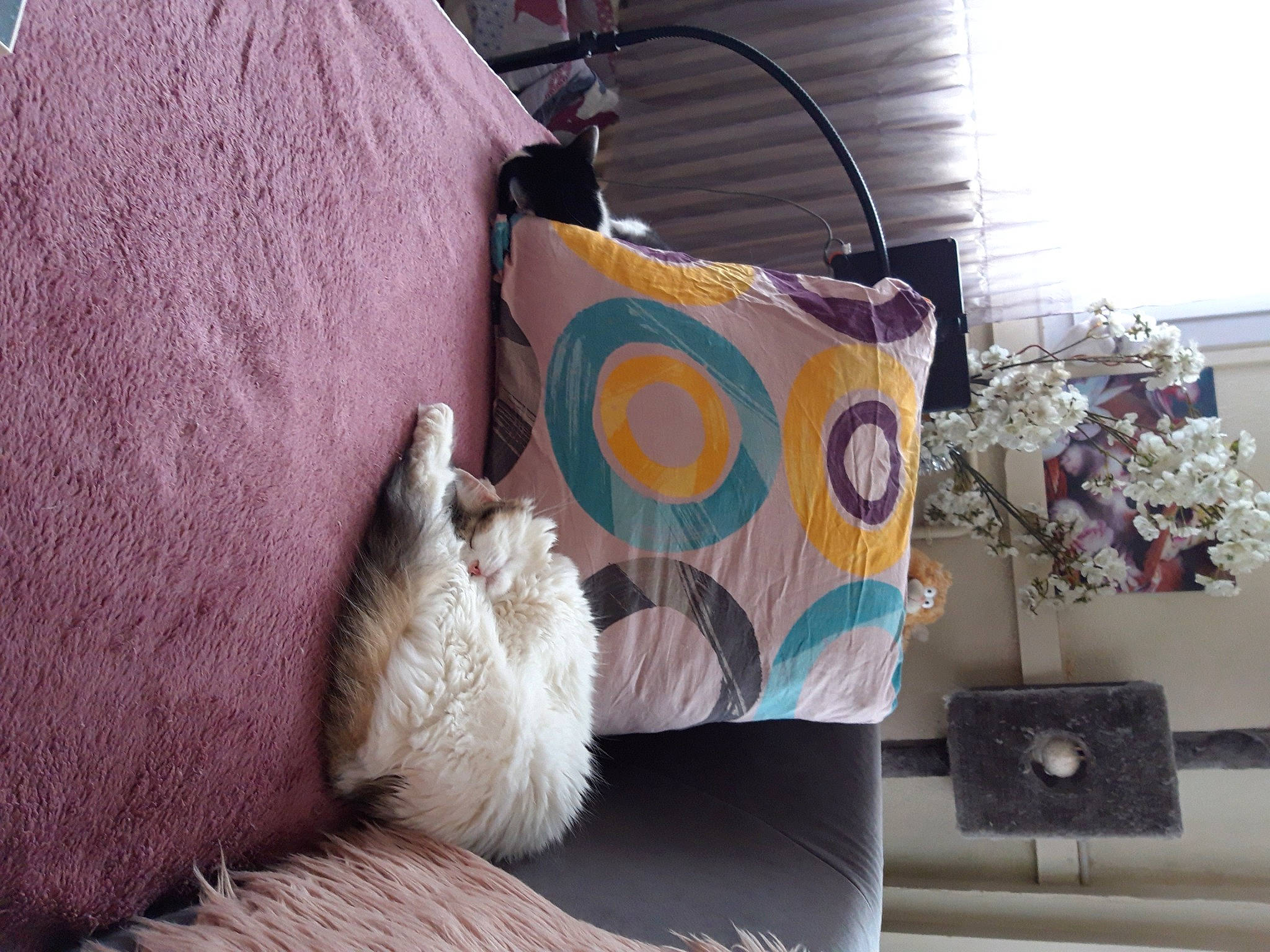 Princesse participe au concours pour gagner de l'argent avec cette photo : art, bag, carnivore, cat, comfort, companion_dog, couch, fawn, felidae, grey, linens, living_room, luggage_and_bags, magenta, pillow, shoulder_bag, small_to_medium_sized_cats, tail, textile, whiskers