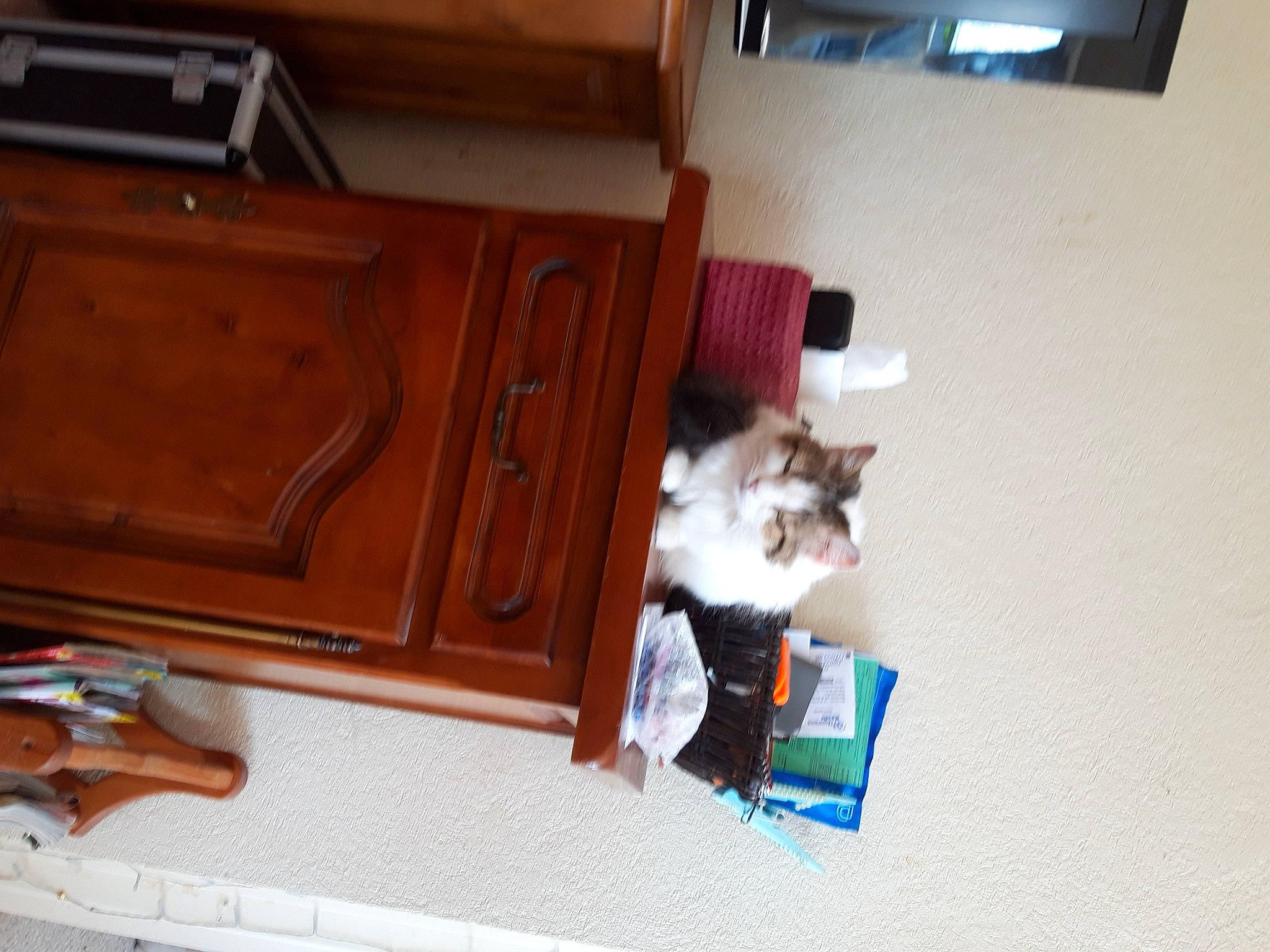 Princesse a rejoint le concours — aidez-le/la à gagner de superbes lots ! brown, cabinetry, carnivore, cat, drawer, felidae, flooring, hardwood, laminate_flooring, plywood, room, small_to_medium_sized_cats, table, tail, toy, varnish, wood, wood_flooring, wood_stain