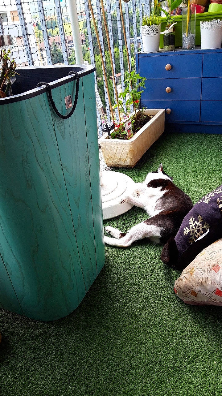 Chloé a rejoint le concours — aidez-le/la à gagner de superbes lots ! carnivore, comfort, companion_dog, dog, dog_breed, fawn, felidae, fence, flooring, flowerpot, grass, houseplant, lawn, leisure, mammal, plant, small_to_medium_sized_cats, sporting_group, tail, wood