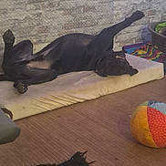 Tox participe au concours pour gagner de l'argent avec cette photo : dog, black_dog, lying_down, stretching, cushion, indoor, brick_wall, floor, toy, rope_toy, colorful_ball, pet, playful, relaxed, smiling, animal, home, wooden_floor, cheerful, paw