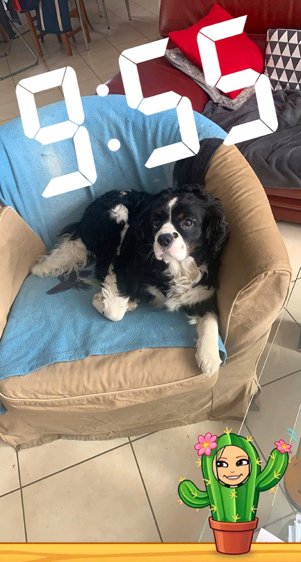 Jerry participe au concours pour gagner de l'argent avec cette photo : canidae, carnivore, cavalier_king_charles_spaniel, comfort, companion_dog, couch, dog, dog_breed, dog_supply, fur, green, mammal, pattern, spaniel, sporting_group, toy, toy_dog, vertebrate, white, working_animal