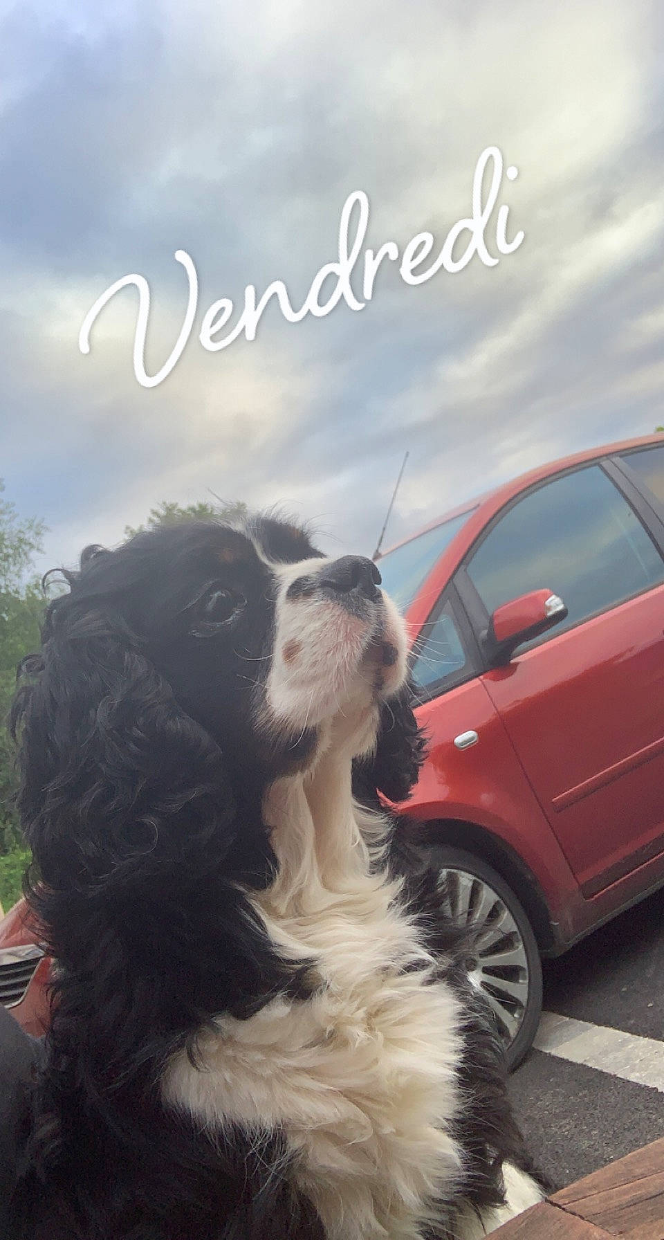 Jerry participe au concours pour gagner de l'argent avec cette photo : automotive_design, automotive_exterior, automotive_lighting, automotive_tire, bumper, car, carnivore, cloud, companion_dog, dog, dog_breed, door, fender, hood, motor_vehicle, sky, tire, vehicle, vehicle_door, wheel