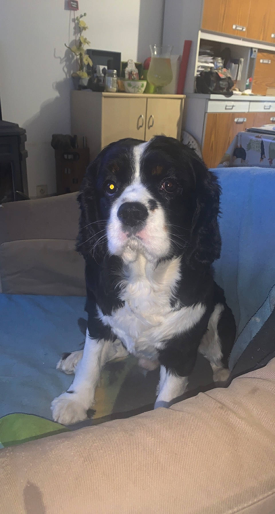 Jerry participe au concours pour gagner de l'argent avec cette photo : bored, canidae, carnivore, cavalier_king_charles_spaniel, companion_dog, dog, dog_breed, door, fur, gun_dog, shelf, sporting_group, terrestrial_animal, whiskers, working_animal, working_dog